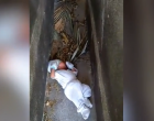 Döbbenet: temetőben hagyta kéthónapos csecsemőjét egy anya – videó