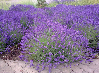 Így szaporítsd a levendulát, az egész udvarod a nyugalom és az illatok szigete lesz!