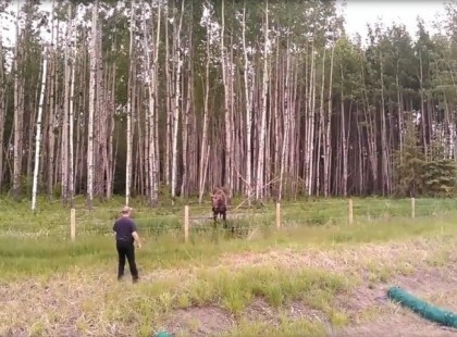 A szarvas furcsán viselkedik ezért a férfi közelebb megy - ekkor furcsa kiáltást hall és azonnal cselekszik