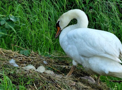 Belehalt a fájdalomba a hattyú mama, akinek a 3 tojását fiatal gyerekek téglával ketté törték