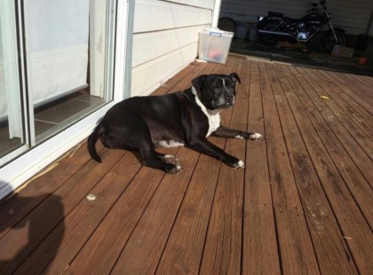 A család kutyája a vízhez csalta az apát. Amit ott látott, attól teljesen összeomlott