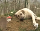 Minden nap ellátogat gazdája sírjához a hűséges kutyus - videó