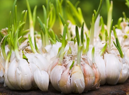 Ha a szemétbe dobod a kicsírázott fokhagymát, akkor ezt mindenképpen el kell olvasnod