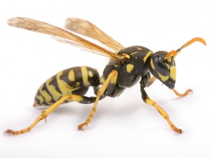 Orvosok kérik a megosztást! Hiába adott kalciumot, fia mégis belehalt a darázscsípésbe!