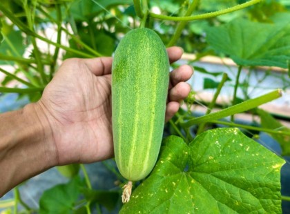 Eddig rosszul gondoztuk az uborkát. Így lenne a helyes, amivel dupla mennyiségű lesz a termés