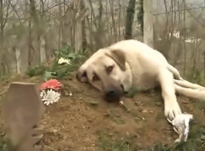 Minden nap ellátogat gazdája sírjához a hűséges kutyus - videó