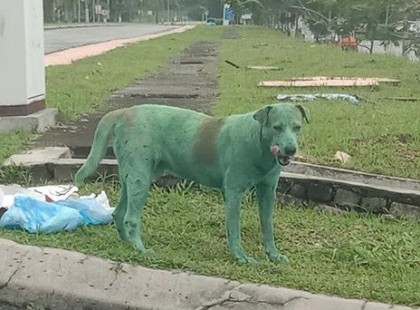 Megrázó a zöld kutya története. Amikor rátaláltak valósággal sírt