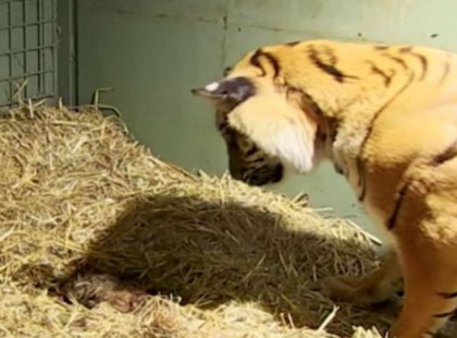 A tigris élettelen iker kölyköt szül, de a gondozók megdöbbennek, amikor az anyai ösztönök előjönnek