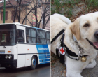 A vak fiammal Ádikával felszálltunk erre a vidéki buszra a vakvezető kutyusával együtt. A buszsofőr, amit művelni mert velünk arra nincsenek szavak..Ti mit tettetek volna? Köszönjük Szépen a segítséget!