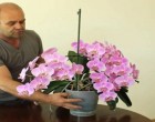 Ezt tettem nyáron az orchideámmal, már számolni sem tudom hány ágon virágzik!