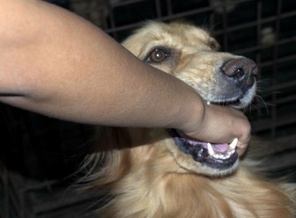 A kutya összeszorítja a nő csuklóját, miután megfenyegeti, hogy menhelyre viszi. Miután elengedi a nő kezét, akkor látja meg az igazságot...