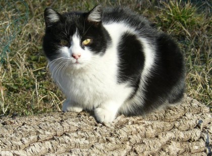 Ez a cica többször is visszafutott az égő házba a halálos lángok közé, hogy megtegye ezt