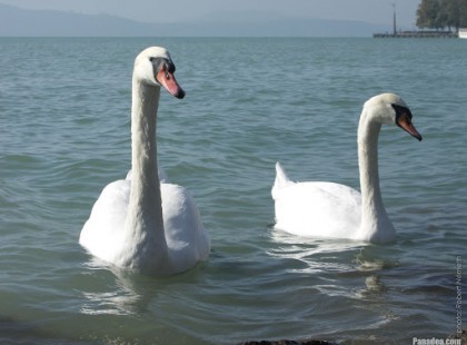 Gyerekek vertek agyon kishíjám 2 hattyút a Mátravidék erőműnél. Sajnos estére mindkét állat életét vesztette