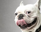 Ezért egészséges, ha szájon nyal a kutyád!Sokaknak gusztustalan, de igaz.