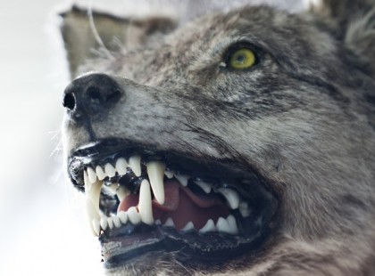 Kijutottak Csernobilból a mutáns farkasok: Európát is megszállhatják a vadállatok