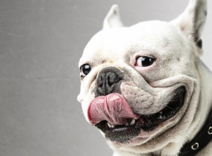 Ezért egészséges, ha szájon nyal a kutyád!Sokaknak gusztustalan, de igaz.