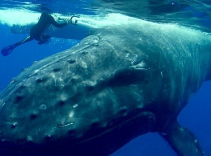 Nekirontott a bálna az úszó nőnek. Esélye sem volt a túlélésre, de aztán hihetetlen dolog történt
