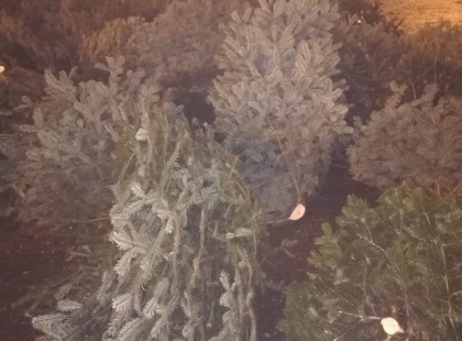 Inkább darabokra vágták a fenyőfaárusok a megmaradt fákat, csak hogy ne vihessék el a rászorulók.. Emberségből levizsgáztak.