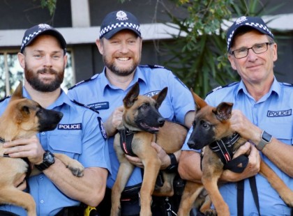 Iszonytató kínok között hunyt el 3 Rendőrkutya Mohácson. Valaki megmérgezte őket