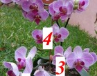 íme a 6 titok, amit minden orchidea tulajdonosnak kötelező ismernie!