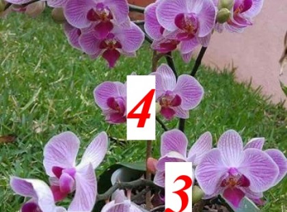íme a 6 titok, amit minden orchidea tulajdonosnak kötelező ismernie!