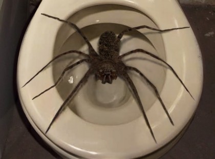 Közel félkilós pókot találtak !Íme a világ legnagyobb pókja
