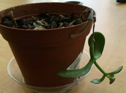 Minden cserepes virág földjébe szúrj egy gyufaszálat! Hogy miért? Ha kipróbálod leesik az állad!