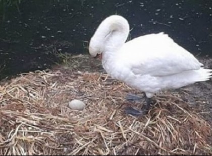 Belehalt a bánatba egy hattyú, miután fiatalok téglával törték össze a tojásait