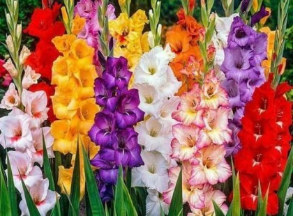 2021 es virághoroszkóp!Nézd meg mert, sok mindent megtudhatsz!