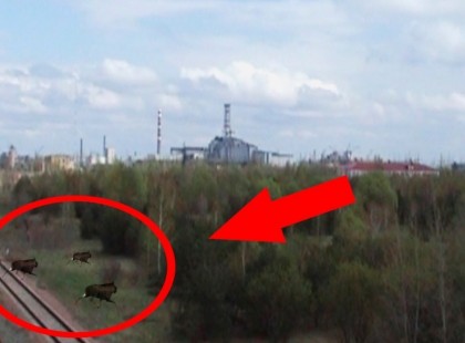 Vége a találgatásoknak! Még mindig mutánsok lepik el Csernobilt! Félelmetes felvétel, amelyet csak felnőtteknek ajánlunk!