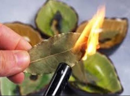 Minden nap elégetek egy babérlevelet a lakásban, nem is gondolnád miért...