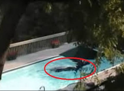 Egy hatalmas fekete foltot látott úszkálni a kerti medencében. Ha meglátod mi volt az, dobsz egy hátast!