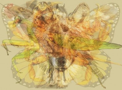 Az első állat, amit meglátsz a képen, mindent elárul a személyiségedről! Meg fogsz lepődni