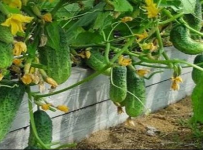 Nagypapámtól tanultam ezt a trükköt, minden évben hatalmas az uborkaszüret a kertemben!