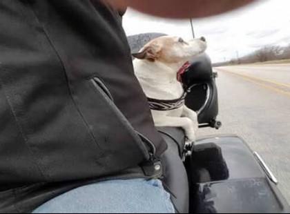 A gazdi kidobta kutyáját a kocsiból – a motoros úgy dönt, hogy utána megy és ezt tette a hűtlen 