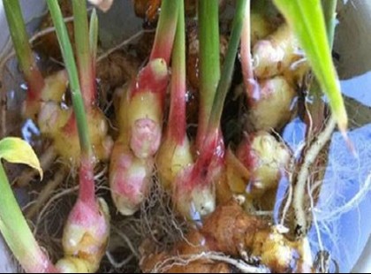 Egész télen nem kell gyömbért vennem, mert minden nyáron így termesztek magamnak végtelen mennyiségűt!