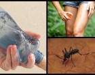 A barátnőm mutatta ezt a szúnyogriasztó receptet – azóta nemhogy nem csípnek össze, de még a döngicsélést se kell hallgatnom