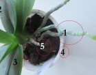 Ha nem hoz virágot az orchidea – 5 dolgot kell csupán ellenőrizni, és virágba fog borulni