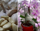 Tudtad? A fokhagyma az orchidea elixírje – Egyetlen hónap alatt, akár 50 virágot is hoz, ha Ezt kipróbálod!