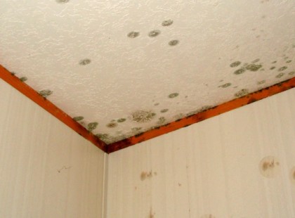 Az anyósom módszere végleg megszüntette a penészt, és még a bukszánk se lett tőle vékonyabb