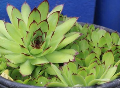 Csodát tesz veled a kövirózsa! Így gyógyítsd magad a magyar Aloe Verával!