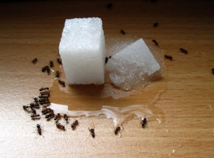 A sógornőm egy csapásra megtisztította a házát a hangyáktól, és még a bukszája sem lett vékonyabb: