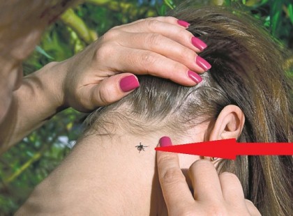 Nagyikám tanította ezt a kis technikát. Ezért nincs bennem soha egyetlen kullancs sem: