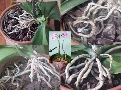 Ezeket a dolgokat tartsd távol az orchideádtól, mert kiszárítják, és miattuk nem virágzik