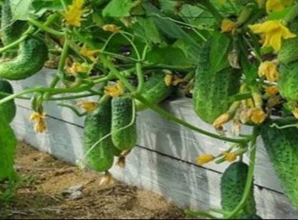 Dédapám óta öröklődik a családban ez a kis trükk: minden évben uborkától roskadozik a családi kertünk