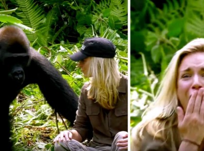 A férfi évekig nevelt két gorillát: mikor 6 év múlva a feleségét is bemutatja nekik, óva intik őket, mégis túl közel mennek