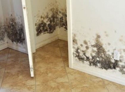 Évekig küzdöttem a lakásban a penésszel. A kolléganőm átjött, és egy csapásra megoldotta a gondomat: