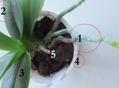 Ha nem hoz virágot az orchidea – 5 dolgot kell csupán ellenőrizni, és virágba fog borulni