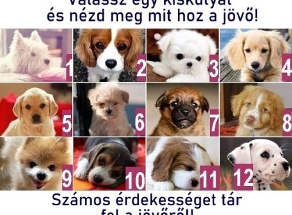 Válassz egy kiskutyát és nézd meg mit hoz a jövő!