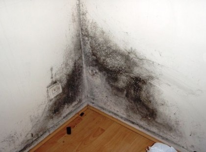 Ha kiteszed a sarokba, többé nem jön elő a penész! Nálunk évek óta bevált!